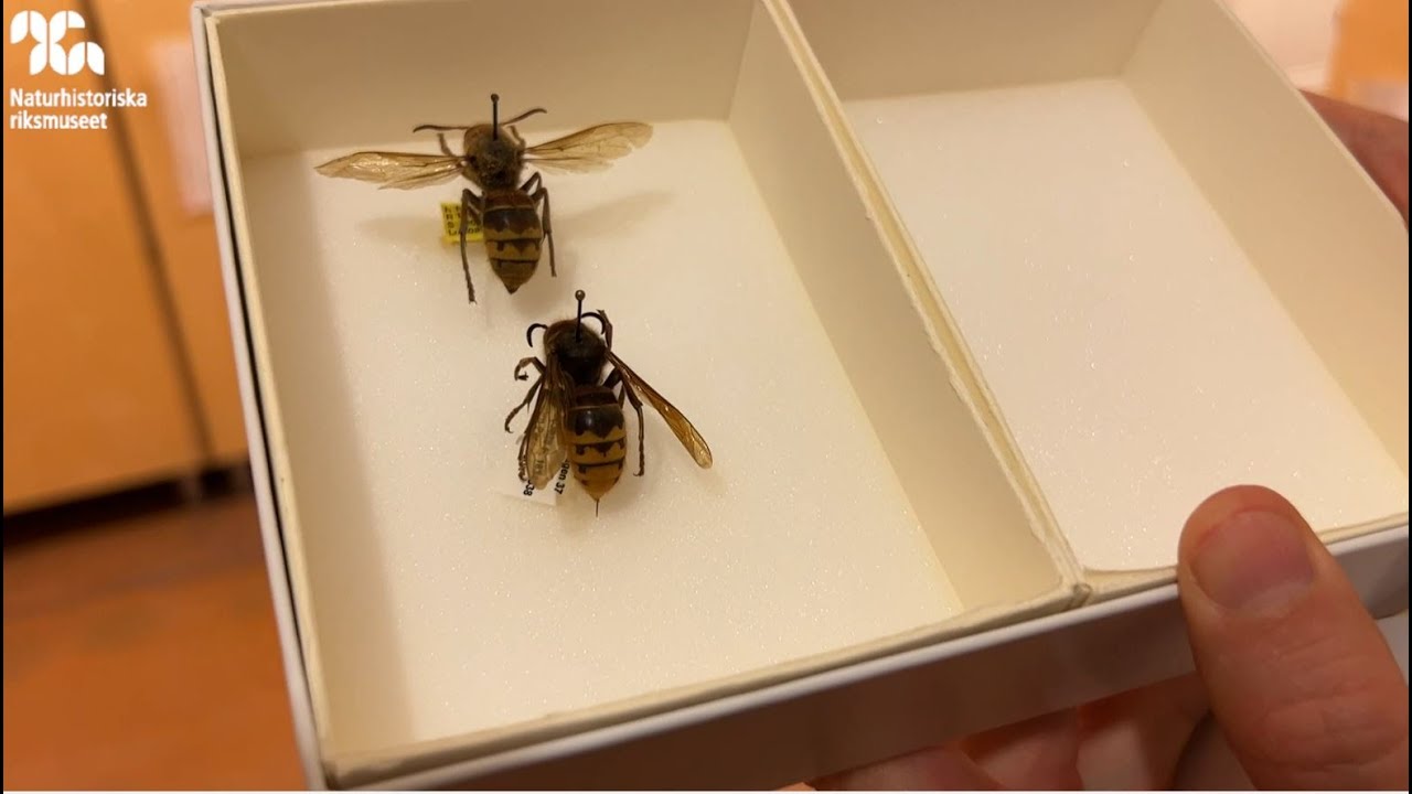 Den missförstådda bålgetingen