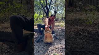 Big gator training #Gator #Animals #Reptiles ￼