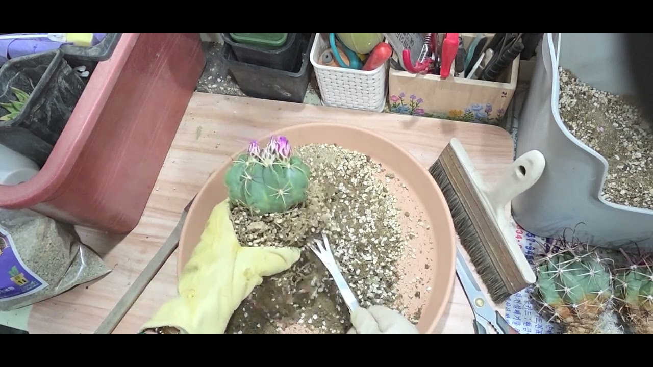 낚시바늘 선인장