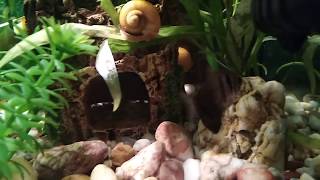 Видео от подписчика #35  Мой аквариум