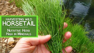 Harvesting Wild Horsetail Plant, A Nutritive Herb High in Minerals