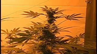day 28 flower white widow avi   YouTube