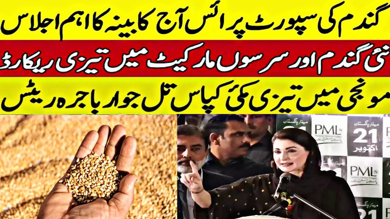 Wheat price today in Punjab Pakistan 2024 munji ka rates DHAN ka rates ...