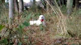 Rambo de Bosende en caza sobre becadas