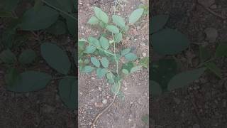 சங்கு பூ plant gift#flowers #shorts#shorts feex