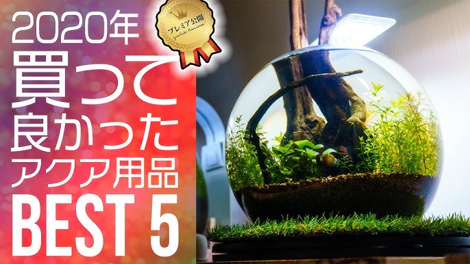 運試し 石と流木のおまかせ福袋開封 New Year Lucky Bag Stone Wood アクアリウム チャーム Youtube
