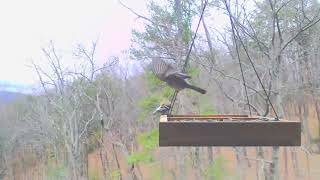 What is this Bird Please? Gorgeous Warbler or Finch visits the Blue Ridge Mountains Birdcam