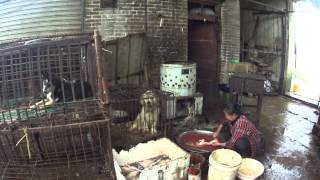 แผลงจำหน่ายเนื้อสุนัข ภาพไม่โหด ดูวิถีการใช้วีวิต เล่าซา  Dog meat shop