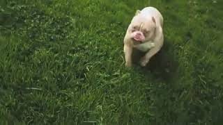 American Mini Bulls Inc