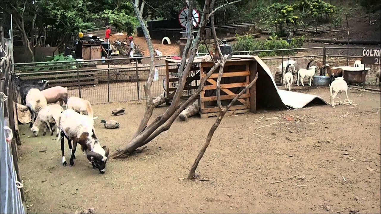 Waimanalo Animal Farm YouTube