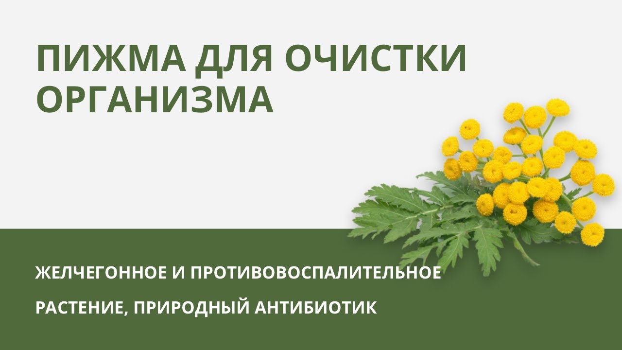 Пижма для очистки организма. Желчегонное и противовоспалительное растение. Природный антибиотик.