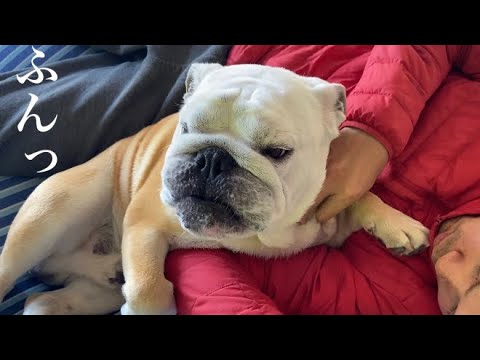 【おはぶる】パパにモノマネされて不貞腐れるブルドッグのぶるまる