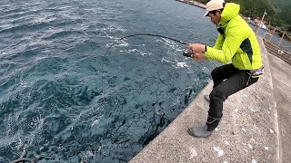五島の磯釣り！青物・ロックフィッシュ・ヒラスズキ・グレ・石鯛・真鯛