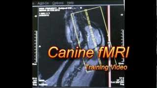 Dog fMRI - Training Video - YouTube