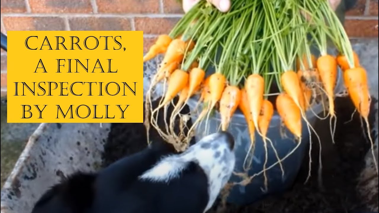 Grow Carrots Fifth Carrot Reveal 'Chantenay Red Cored'. Organic carrots