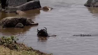 This wildebeest had given up until a bigger crocodile appeared