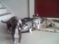 Siberian Husky Puppies 3 weeks old