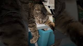 Tabby Doing Sleepy Air Biscuits