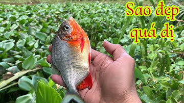 Câu Cá Tra, Cá Rô Đồng, Cá Mè Vinh Mùa Nước Nổi Cá Ăn Giật Thấy Mê - Fishing Miền Tây