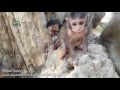 Life of monkeys Ep123, 4 baby monkey trying to jump, baby monkey try to ...