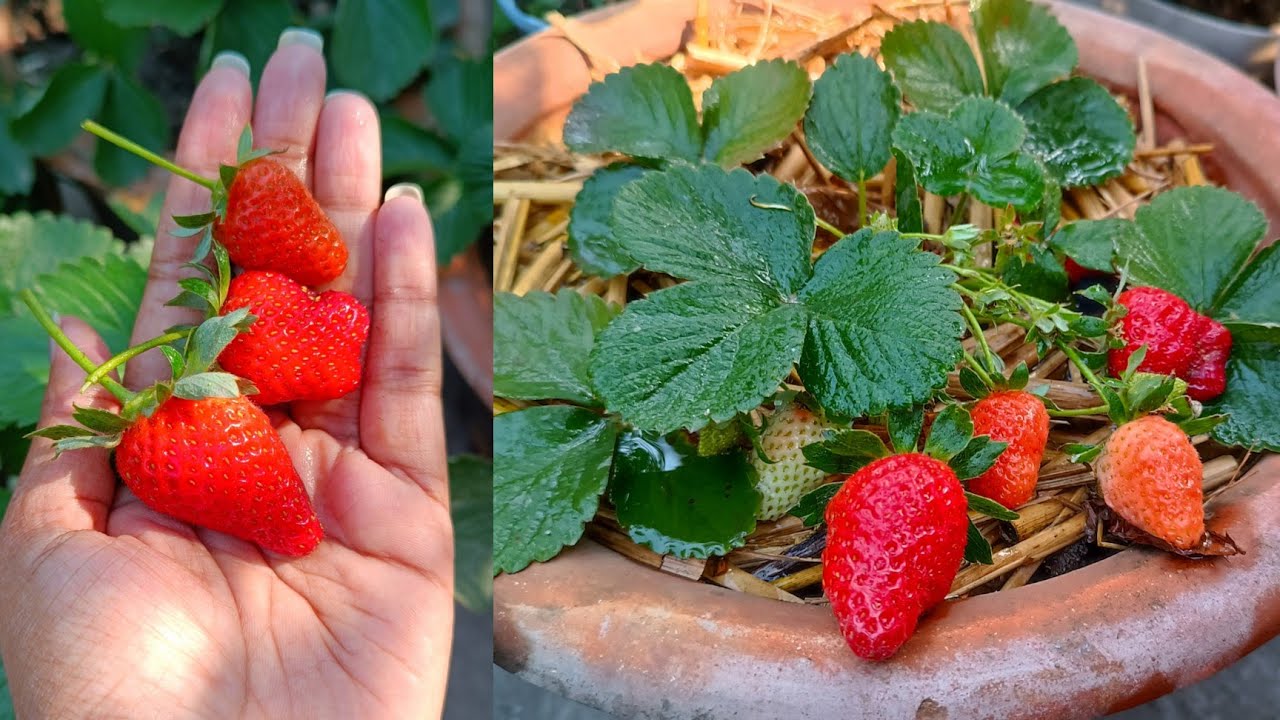How to Nurture and Grow a Thriving Strawberry Plant/ Care for strawberry plants/ Part-2