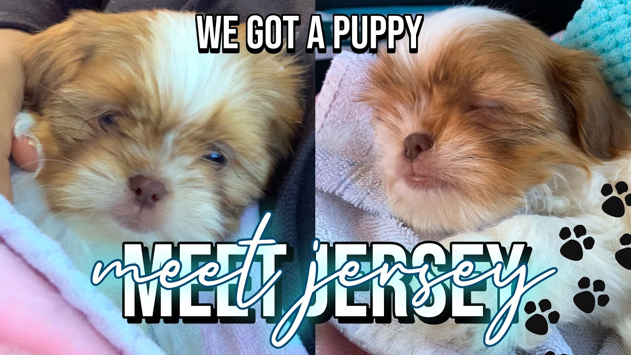 MY FIRST PUPPY VLOG! MEET JERSEY| SHIH TZU PUPPY