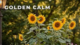 Sunflower Park 🌻 3 Hours of Golden Hour Calm