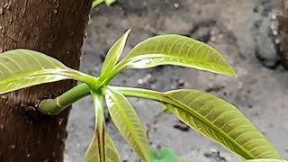 How to propagate mango trees from cuttings | grow mango tree cuttings | graft mango trees #gardening
