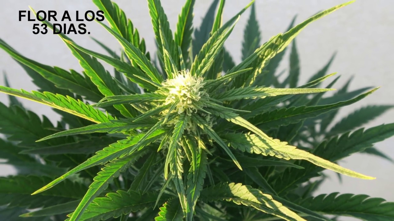 ICE COOL AUTO 2 DE SWEET SEEDS, SEGUIMIENTO COMPLETO, MAS PRODUCCION QUE LA ANTERIOR.