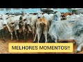 FEIRA DE GADO DE CARUARU PE - MELHORES MOMENTOS!!!