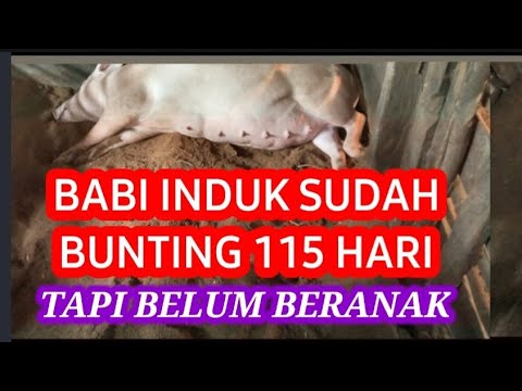 Video: Mengapakah membedah babi janin berharga?