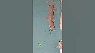 Prey and predator 🦎🪳#prey #predator #nature #foodchain #shorts