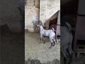 الماعز الصلالي في تطور مستمر الله يبارك Goat Shorts الماعز الصلالي في تطور مستمر الله يبارك Goat Shorts