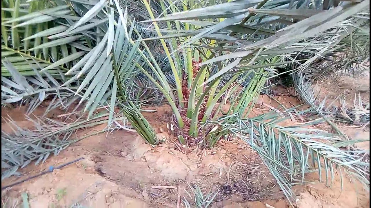 تقليم اشجار النخيل البرحي في المشتل  جزء1