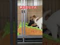 子犬あるある床もホリホリ(笑) #保護犬 #かわいい #犬のいる生活