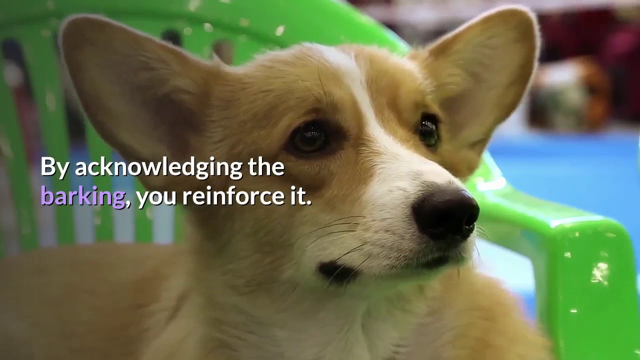 why your dog barks YouTube