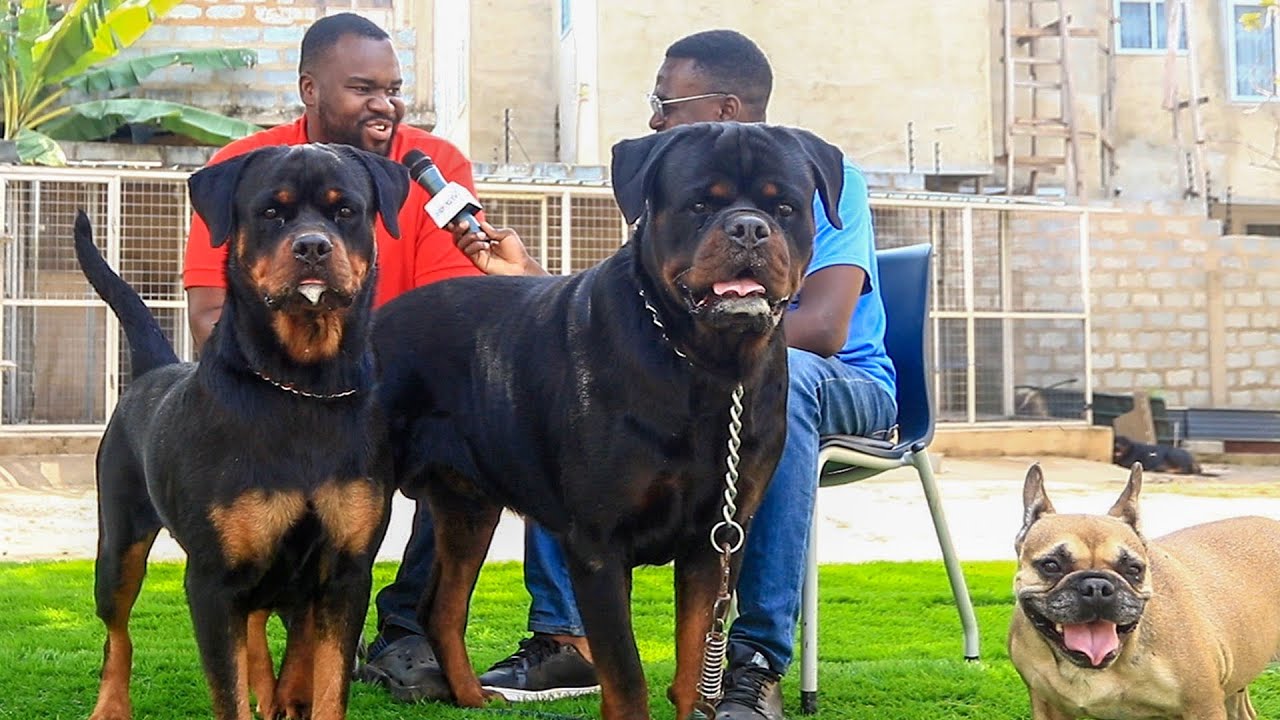 Guinea Rottweilers A visit to La Reine Canines | The kennel with the current BEST Male and ...
