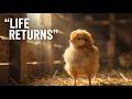 Day 1: The Secret of True Wealth: Lessons from Little Chicks