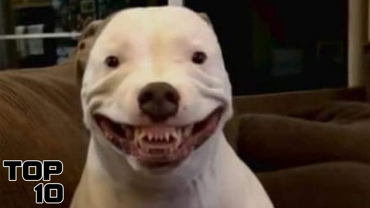 Top 10 Scary Animals That Look Innocent - Part 2 - 10 Top Buzz