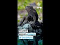 Detienen en Ecuador a tres tailandeses por tráfico de iguanas endémicas de Galápagos