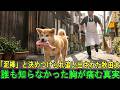 「泥棒」と決めつけられ追い出された秋田犬…誰も知らなかった胸が痛む真実