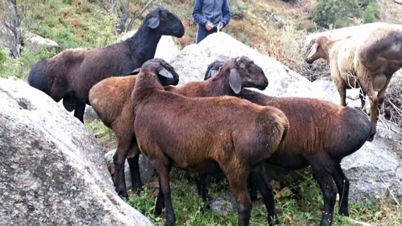 фото баран гиссарской породы