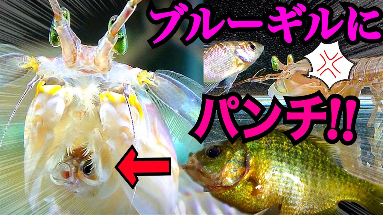 まさかのシャコパンチ 食用に売られてたシャコと車海老にブルーギル与えたら食べるのか Youtube