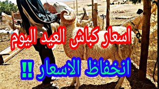 اسعار كباش العيد اليوم 19 جويلية 2020 مع ارقام الهواتف |العيد الكبير