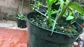 Dịch chuối bón cho Lan