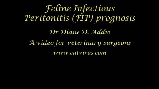 Assessing the prognosis of a cat with effusive FIP