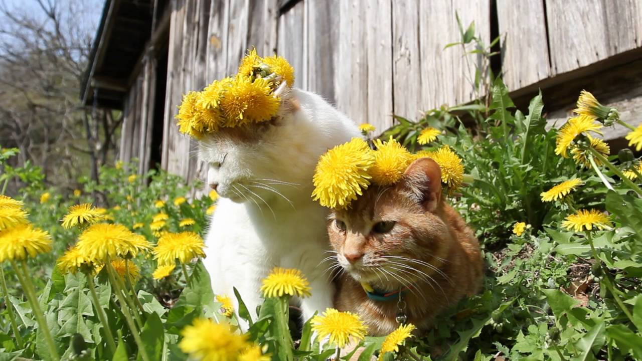 じゃれねこ『2月☆⑧たんぽぽ×イエロー』 じゃれねこ『2月☆⑧たんぽぽ