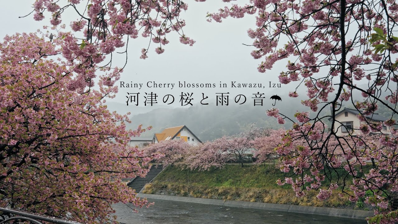 【ひとり旅】河津川の河津桜並木をひたすら歩いた雨の日のVlog。閑散とした桜の散り際は美しい。/ Japan travel, Viewing Rainy Kawazu cherry blossoms.