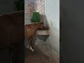 #cavalo #poneis #humor #playvaquejada #comedia #pecuarista #horse