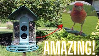 This Beako Smart Bird Feeder Can Tell You What Birds Visit Your Yard! screenshot 4